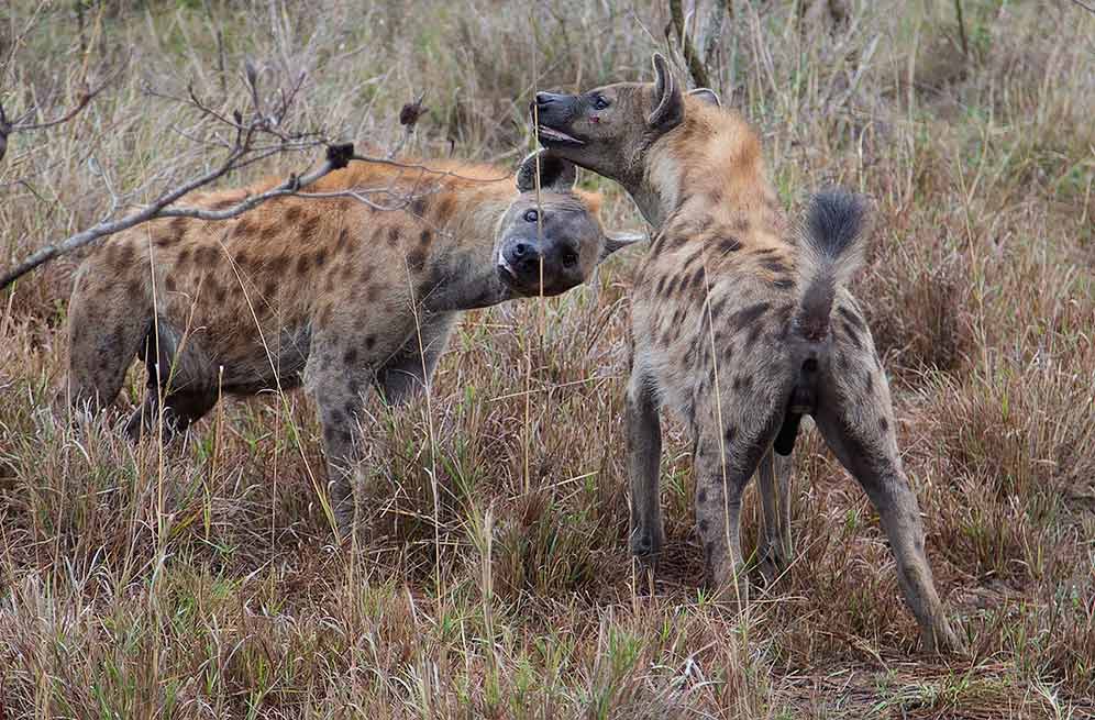 Spotted Hyena